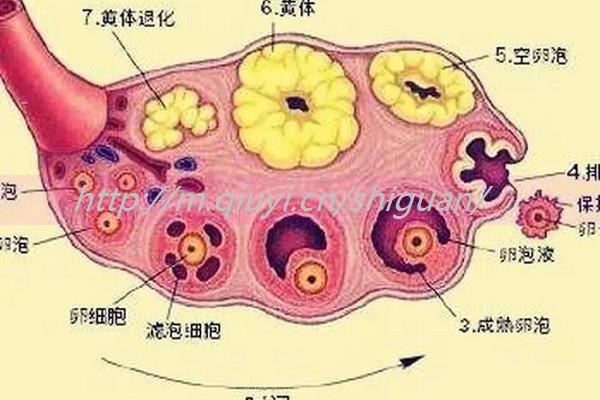 人工授精两次成功概率高吗？人工授精做了两次还要继续吗？