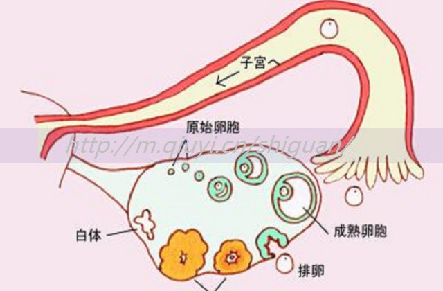 促排卵吃黑豆晚上吃吗，促排卵吃黑豆一天吃多少粒