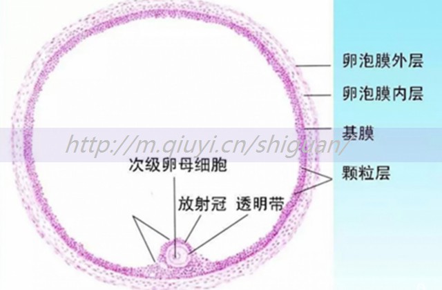 促排卵针打了5天正常吗？打促排针后5天可以测怀孕吗？