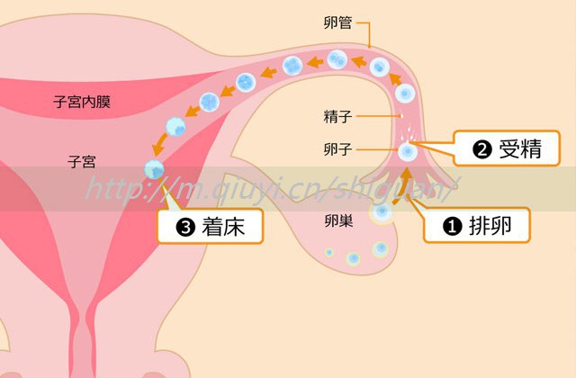 促排卵能治疗不排卵吗？促排卵能成功怀孕吗？